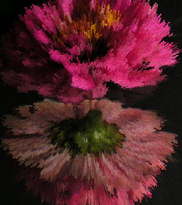 Manipulated Picture for more flower pics go to home page and click on "CORY'S Flowers" link